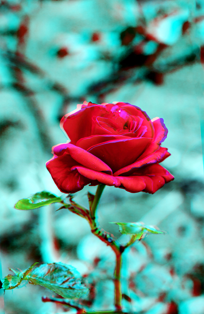 red-rose turn into blue (3d)