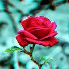 red-rose turn into blue (3d)