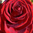Red Rose two