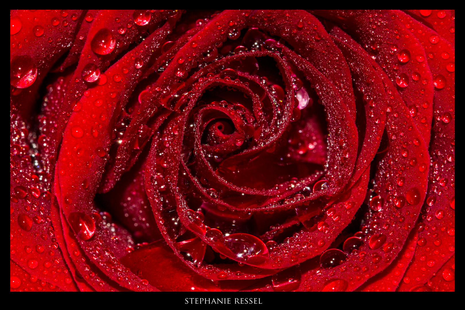 Red Rose ( wie einfallsreich... )