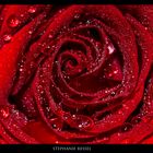 Red Rose ( wie einfallsreich... )