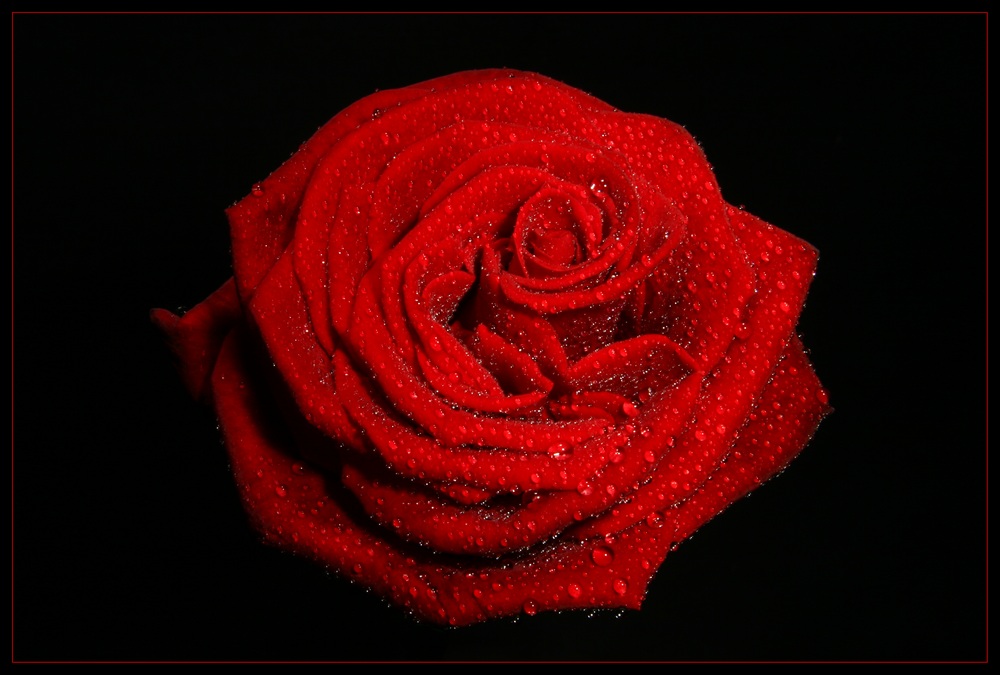 Red Rose With Drops