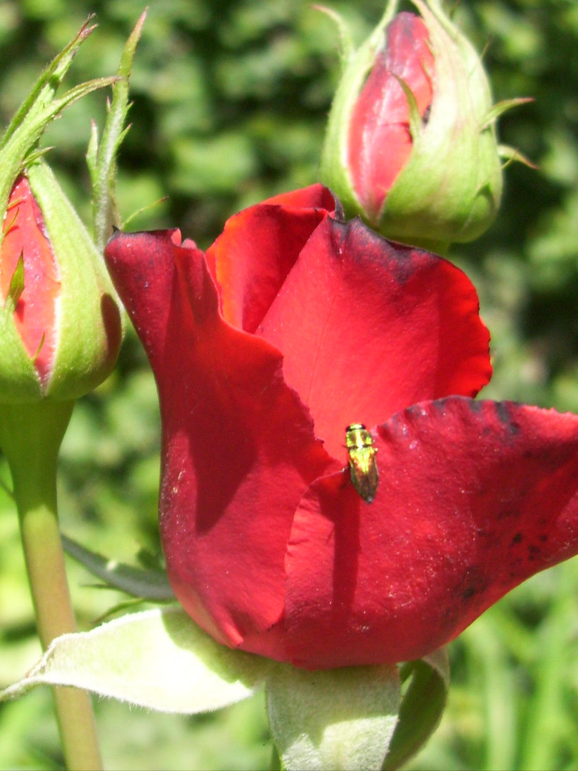 Red rose with pest