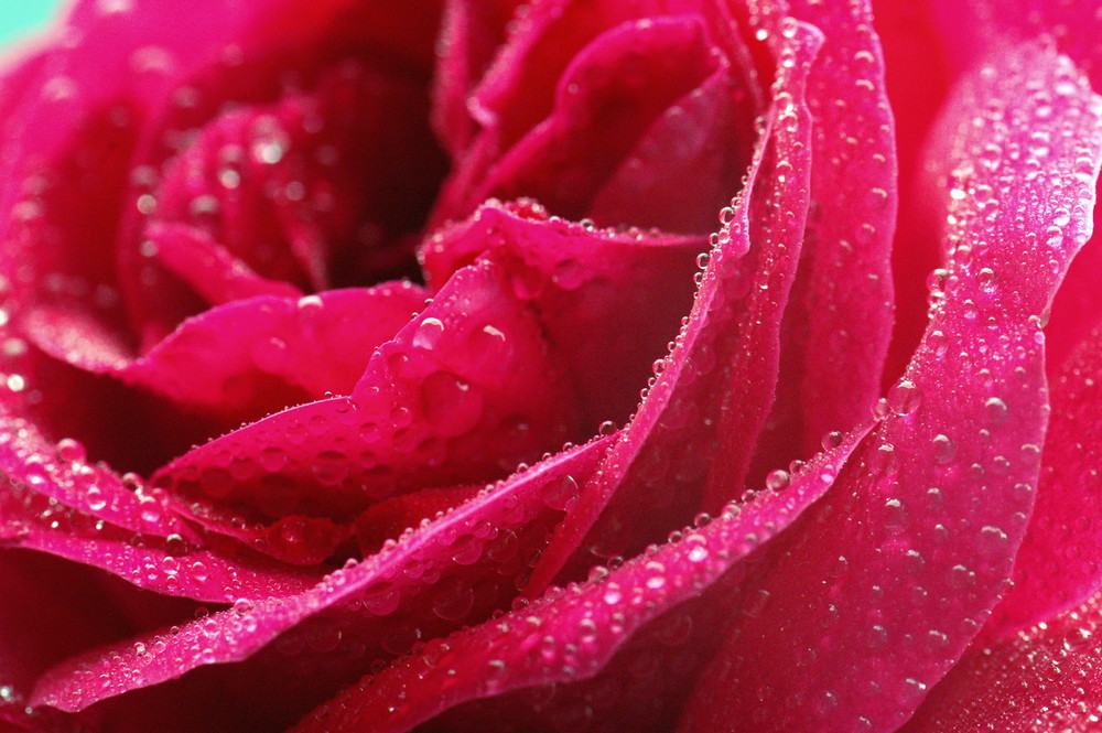 Red rose with water drops of different size