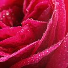 Red rose with water drops of different size