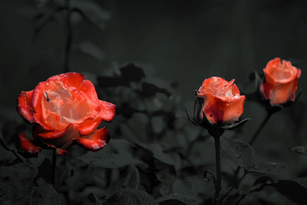 Red Roses