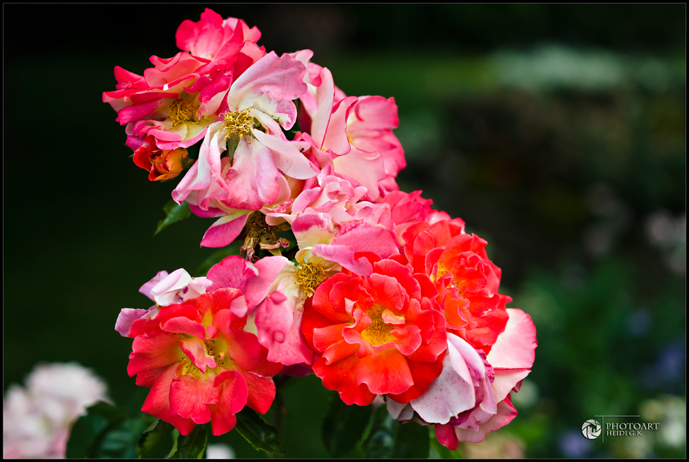 RED ROSES