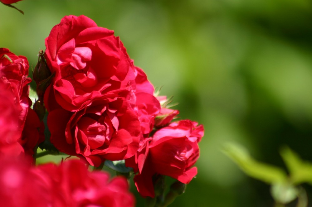 Red roses #1