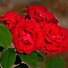 red roses