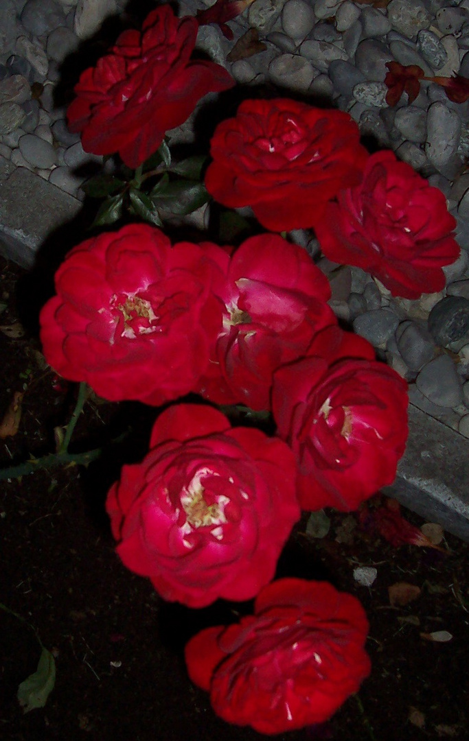 Red Roses