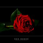 red roses...