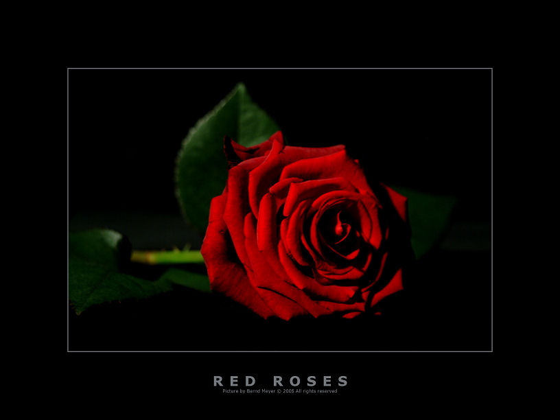 red roses...