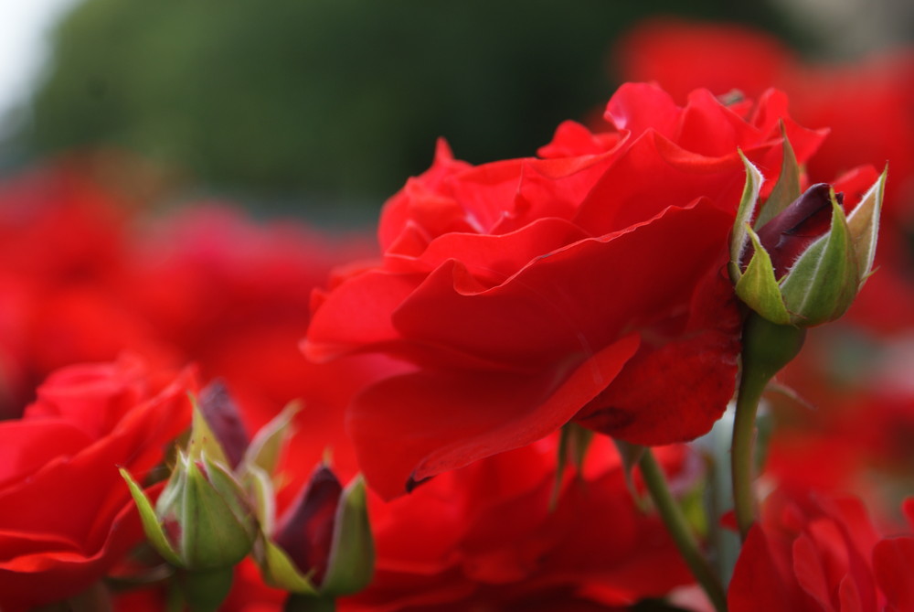 red roses 2