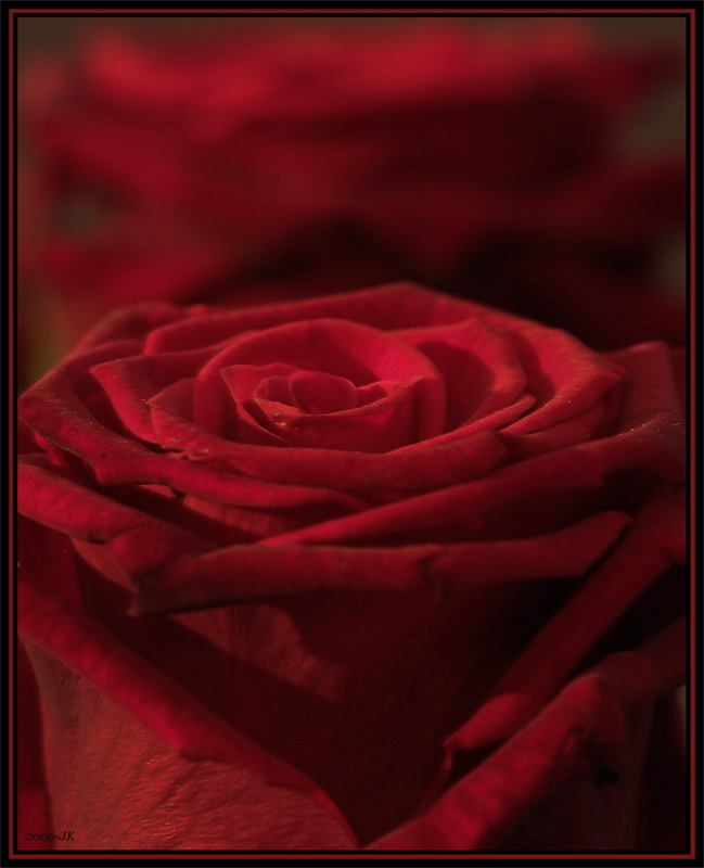 red Roses (2)