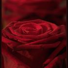 red Roses (2)