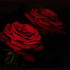 red Roses (3)