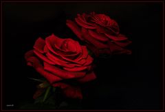 red Roses (3)