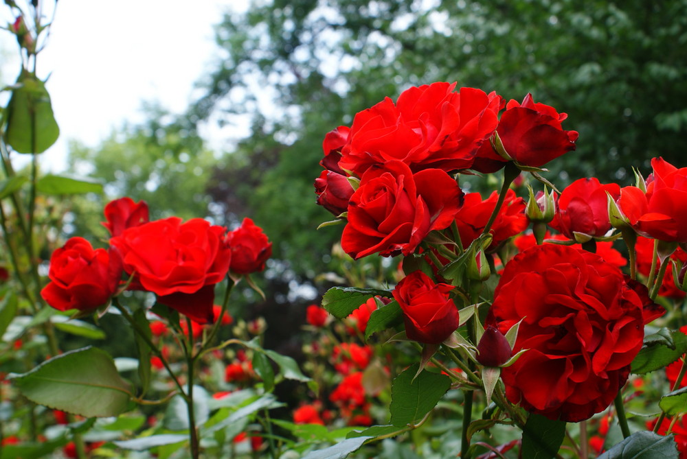 red roses