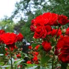 red roses