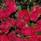 Red roses