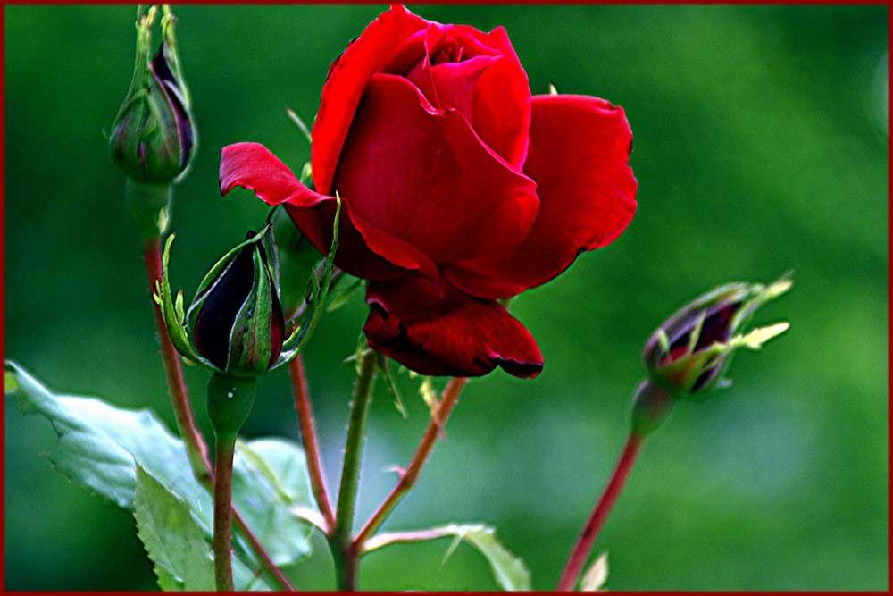 Red Roses