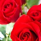 Red roses