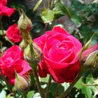 red roses