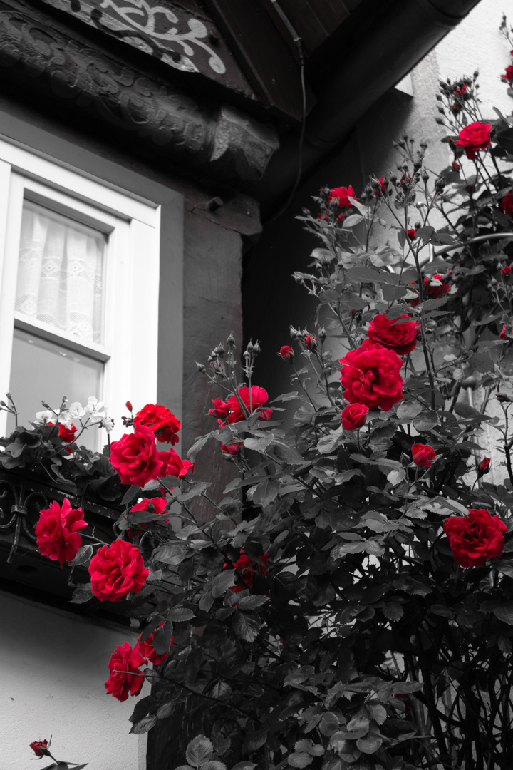 red roses