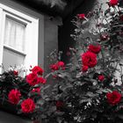 red roses