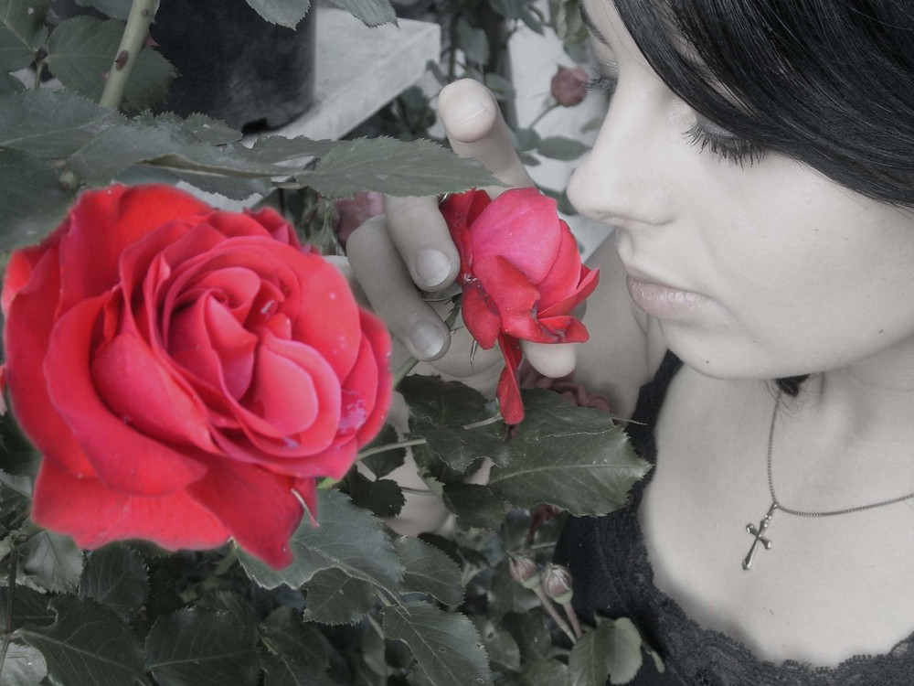 ~red roses~