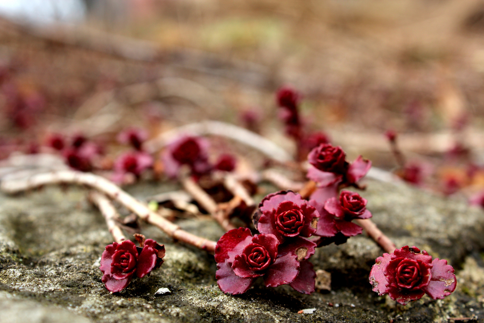 * Red Roses *