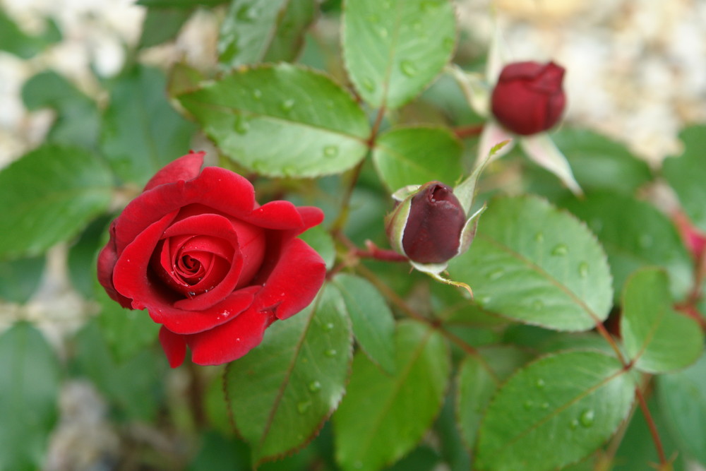 Red Roses