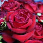 Red Roses