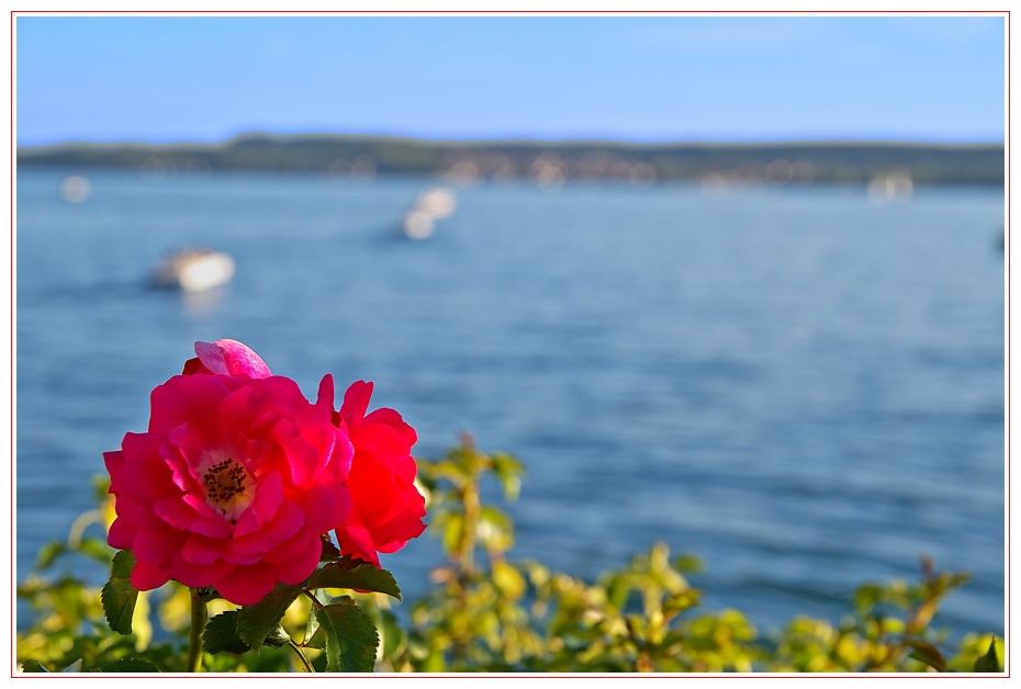 Red Roses ...