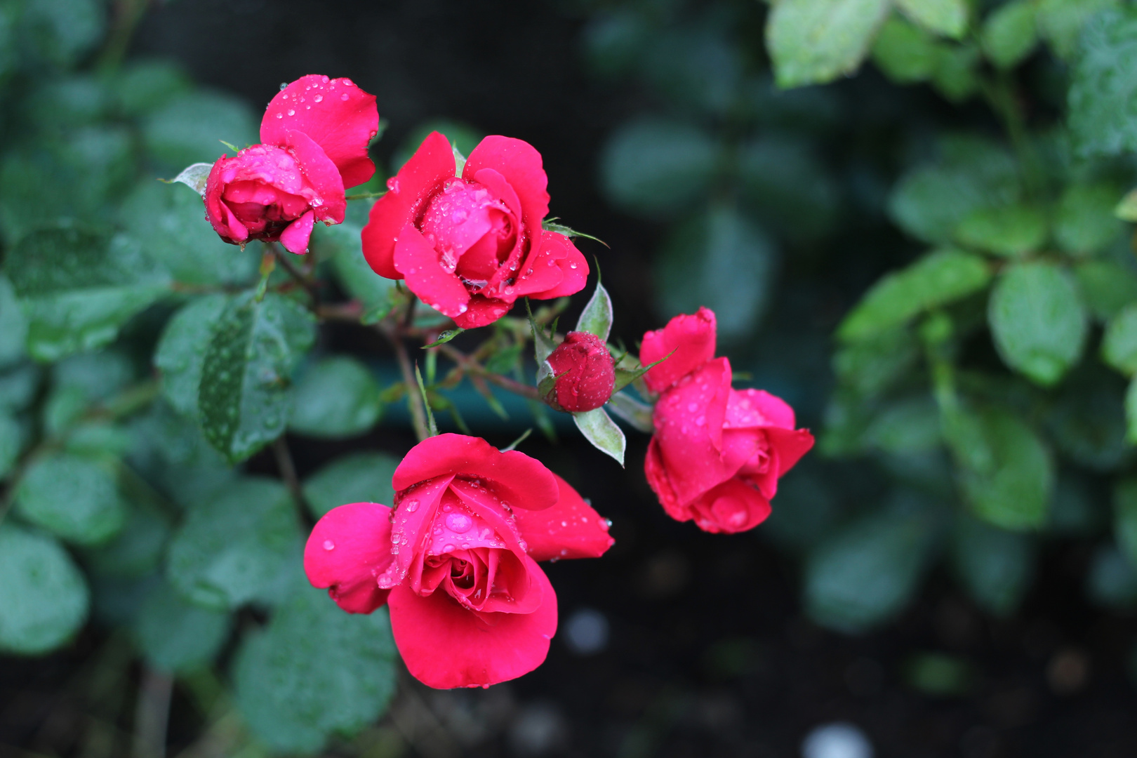 Red Roses