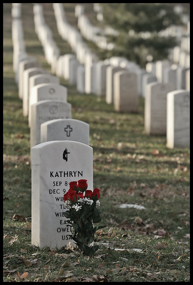 Red Roses at Arlington