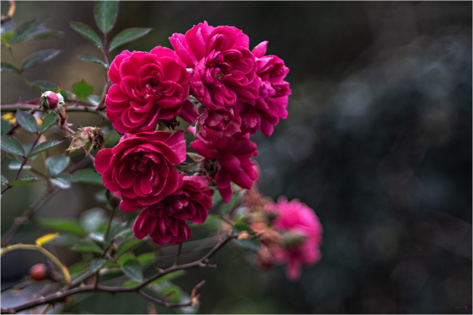 Red Roses