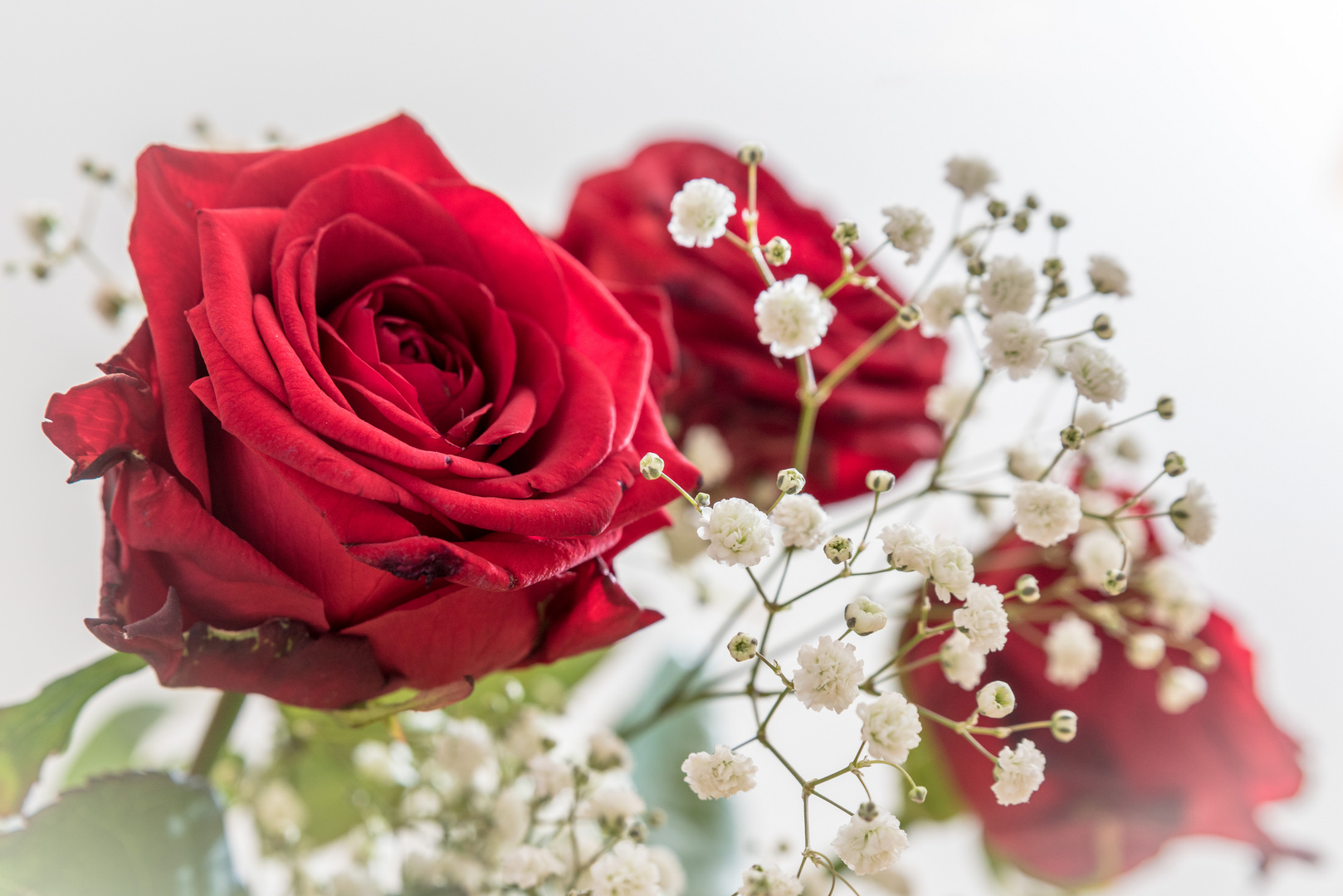 Red Roses Foto & Bild | pflanzen, pilze & flechten, blüten