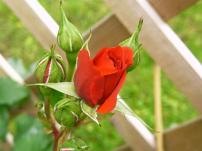 Red Roses