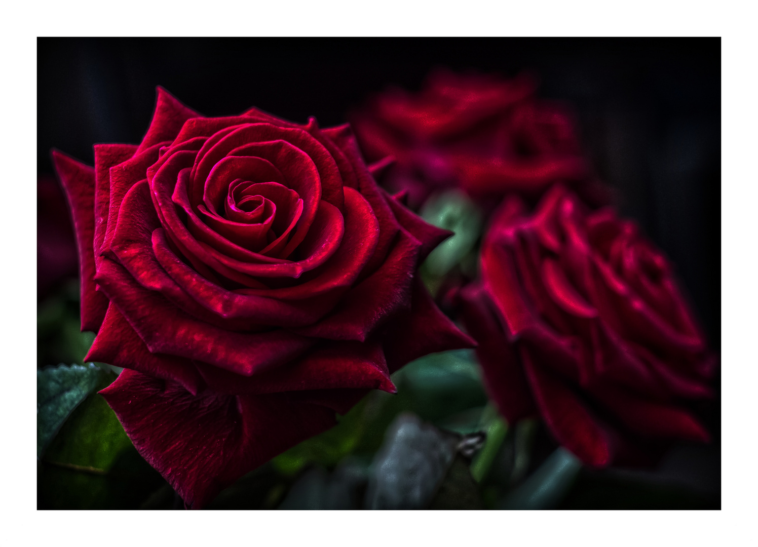 "Red Roses"