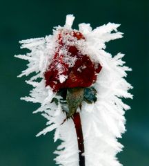 red roses for a blue lady