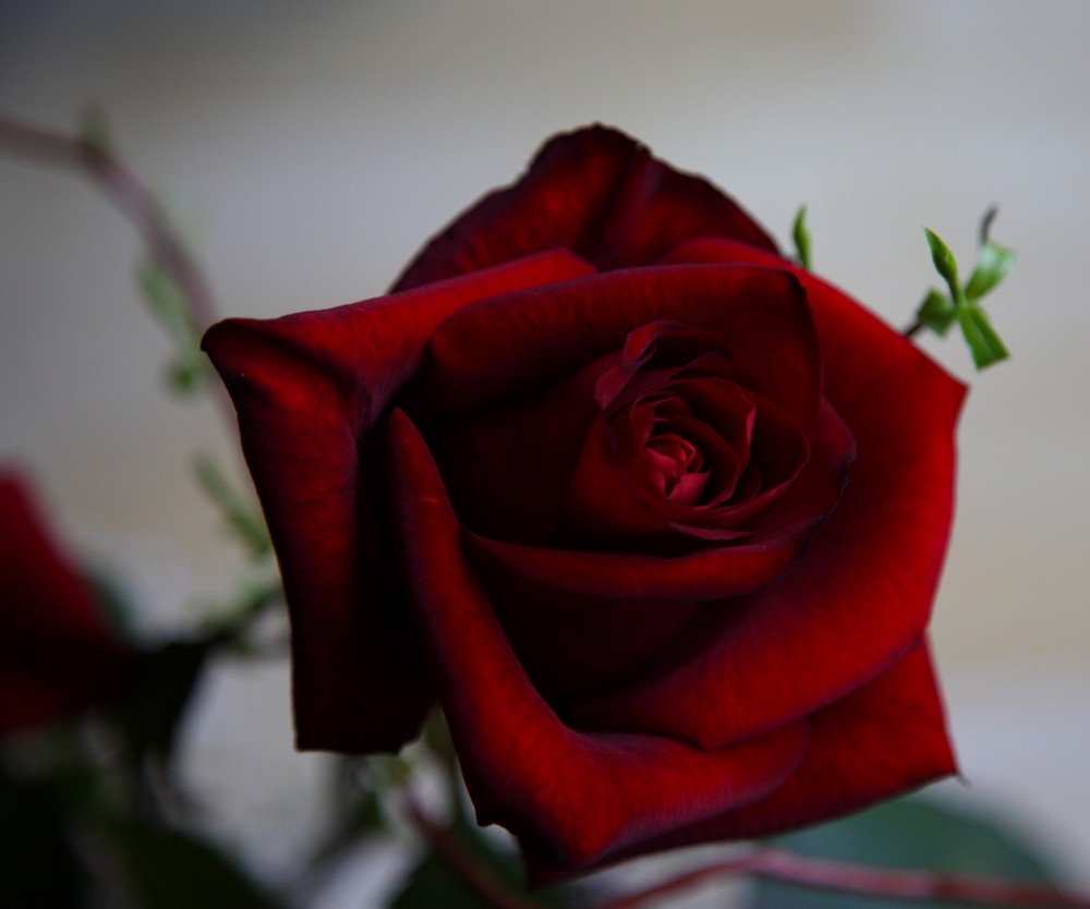 Red Roses for my Lady...