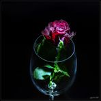 red roses - Frohes Fest -