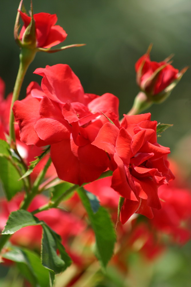 Red Roses from Croatia