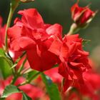 Red Roses from Croatia