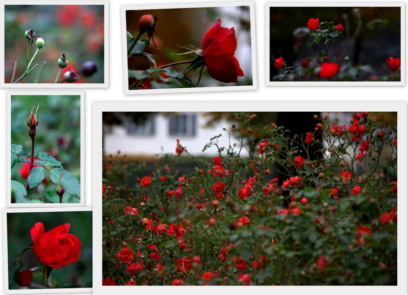 ReD RoseS in NovembeR