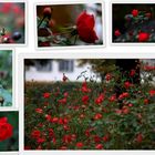 ReD RoseS in NovembeR