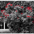 Red roses on housewall