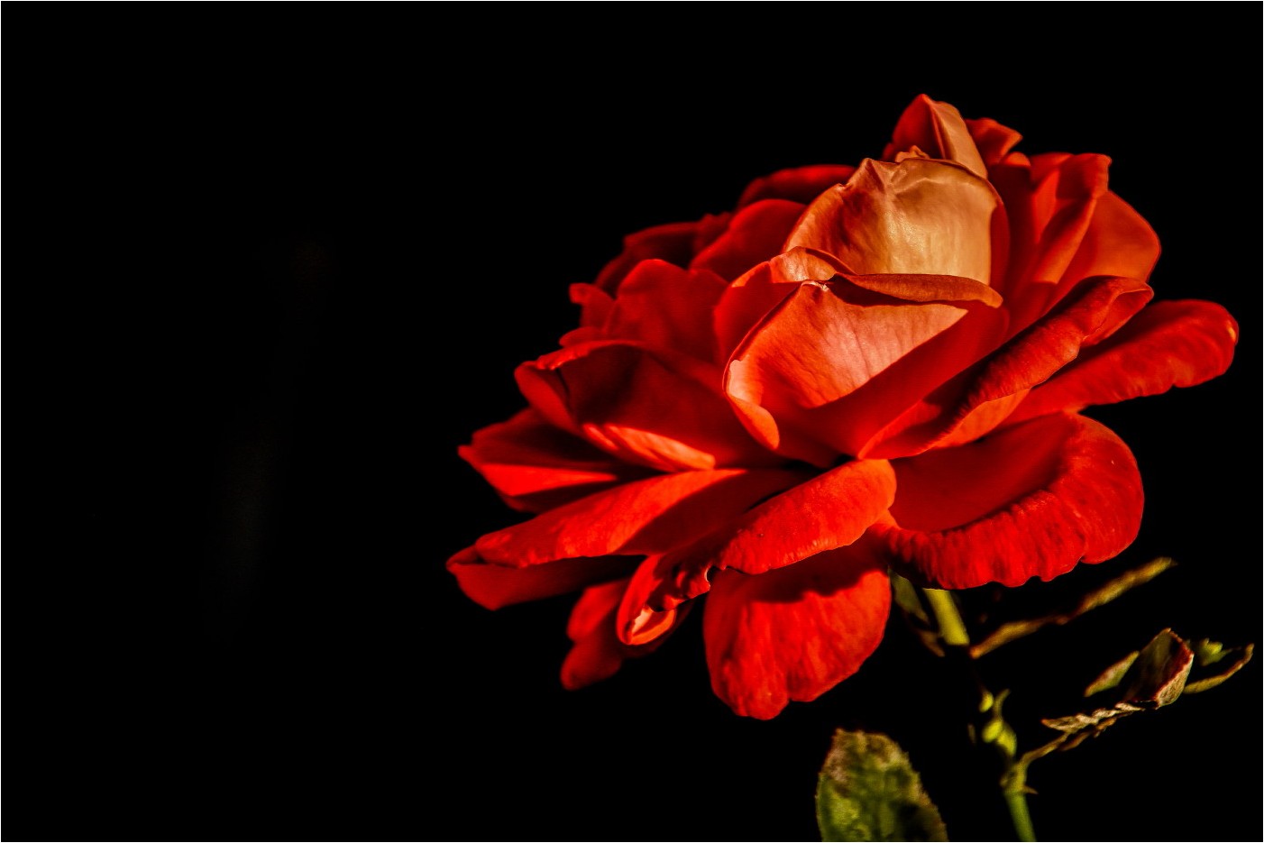 Red Roses Too Foto & Bild art, world, licht Bilder auf
