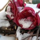 Red roses - white snow